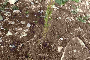 YEŞİL VATANI GELİŞTİRME VE KORUMA (FİDAN DİKİM ETKİNLİĞİ)